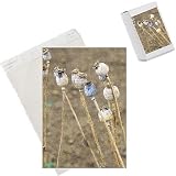 Photo Jigsaw Puzzle of ROG-8681 Opium POPPY - seed heads from Ardea Wildlife Pets