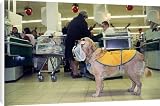 Canvas Prints of Golden Retriever as aid dog with supermarket bag in muzzle in shop wearing from Ardea Wildlife Pets