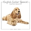 English Cocker Spaniel (Studio) 2013 Wall Calendar 12" X 12"