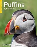 Puffins