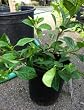 Gardenia Veitchii, One Gallon Container