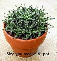 Tricky Spider Cactus in 5 Inch Clay Pot