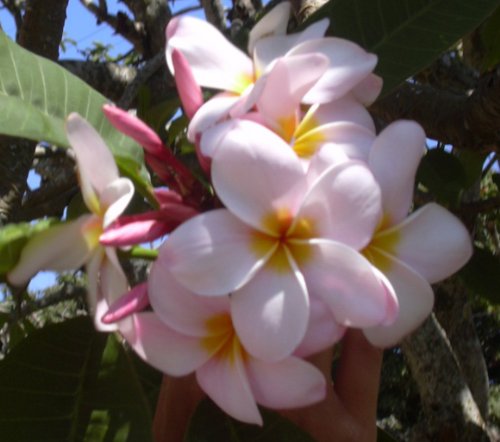 Hawaiian Pink `Akala Plumeria (Frangipani) Plant Cutting....Shipped from Hawaii, this cutting comes from a PEST-FREE certified Hawaiian nursery with the proper U.S. Department of Agriculture stamp.