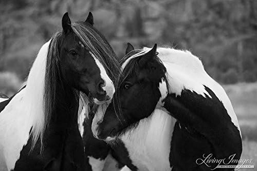Horse Photography Gypsy Vanner Print -"Gypsy Friends"