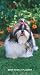 shih_tzu41shih tzu - Shih Tzu 2009 Weekly Pocket Planner Calendar