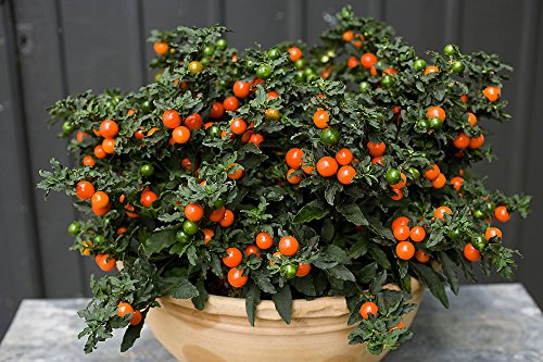 *EXOTIC*rare*PERUVIAN ORANGE PEPPER*7 seeds*SHOWY #1060