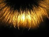 Silhouette of Clematis Seed - 24