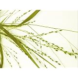 Leinwandbild 90 x 70 cm - "Rispen" von Heidemarie Andrea Sattler - auch in anderen Gr��en und als Poster erh�ltlichvon "POSTERLOUNGE"