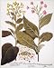 Photographic Prints of TOBACCO RUSTICA, 1613. Yellow-flowered wild tobacco (Nicotiana rustica), left, from Granger Art on Demand
