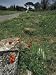 Ancient Roman Roads That Lead to Burial Chambers Called Appian Way in Italy Photograp...