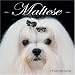   - Maltese 2008 Wall Calendar