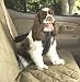 Pet Supplies : Solvit Med Pet Vehicle Safety Harness