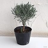 ラベンダー：グロッソ　スタンダード仕立て3.5号ポット