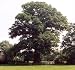 How to Recognize Hazardous Defects in Trees
