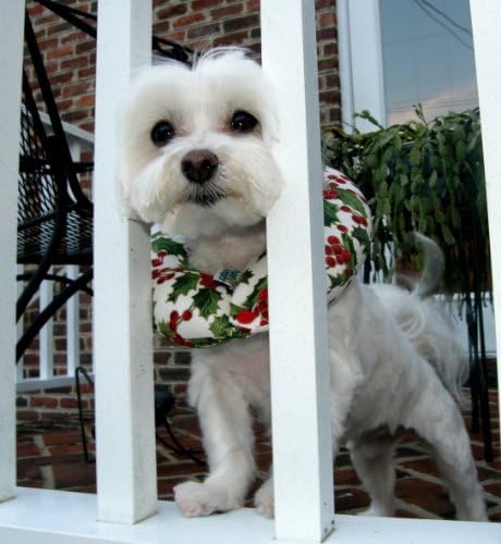 Puppy Bumper - Keep Your Dog on the Safe Side of the Fence-holiday Holly Small up to 10"