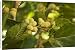 Canvas Prints of White Mulberry Morus alba with ripe berries from Ardea Wildlife Pets