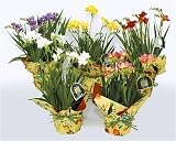Freesia Potted Plant - Assorted Colors - Mother's Day Flowers - Mother's Day Plant