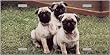 LP-2177 Pug Dog Pet Novelty License Plates- Full Color Photography License Plates