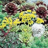 Perennial Seeds - Rare Succulent Mix