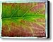 Rainbow Coleus 1 Canvas Print / Canvas Art - Artist Jeff Breiman