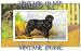 6" x 4" (15cm x 10cm) Art Greetings Card Dogs Newfoundland Vintage Image