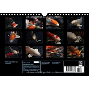 Nishikigoi oder Koi Karpfen (Wandkalender 2015 DIN A4 quer): Nishikigoi oder einfacher "Ko