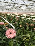 IMAGE OF Gerbera Daisies Grow in a Greenhouse Premium Photographic Poster Print by James Forte, 30x40