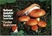 National Audubon Society Pocket Guide to Familiar Mushrooms