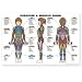 Fitnus Exercise/ Muscle Guide- Female