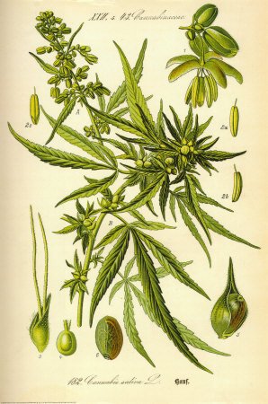Cannabis Sativa Botanical Illustration Art Poster Print – 24×36 Fine Art Poster Print, 24×36