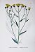 Botany Plants C1902 Corymbose Hawkweed Hieracium