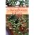 Growing Bonsai Indoors (Brooklyn Botanic Garden All-Region Guide)