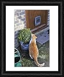 Framed Print of JD-20868 CAT. Cat sitting by a plant pot outside its cat flap from Ardea