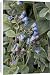 Canvas Prints of Oyster plant growing on strandline from Ardea Wildlife Pets