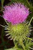 Milk Thistle - 72