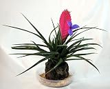 Hawaiian Pink Quill Volcano Plant - Exotic & Easy
