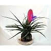 Hawaiian Pink Quill Volcano Plant - Exotic & Easy