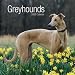 Kitchen & Housewares : Greyhounds 2009 Wall Calendar