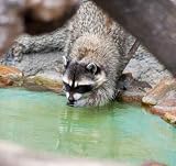Raccoon - 24