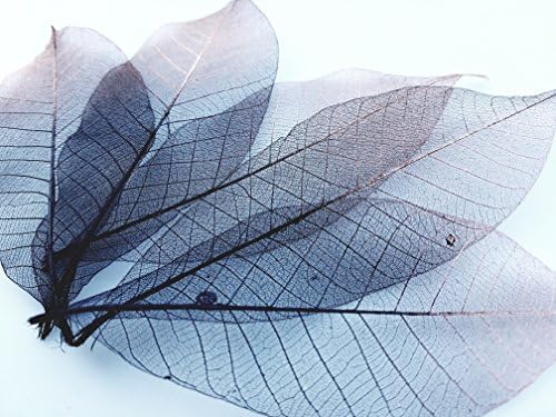 Black and gold skeleton leaves