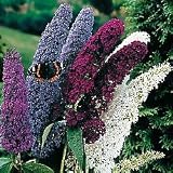 Butterfly Bush Seeds - Butterfly Bush Mix