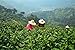 Luxtea® Chinese Top10 Famous Tea - Xihu Long Jing / West Lake Dragon Well / Longjing - Grade AA (High Grade)