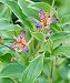 Samurai Toad Lily Perennial - Tricyrtis - Shade