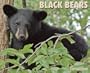 Black Bears