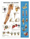 Chart - Shoulder and Elbow