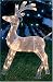 Outdoor Living : Outside Christmas Light display - 3D Standing Reindeer