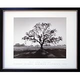 Framed Fiat Lux Ansel Adams Oak Tree Sunrise Picture by 