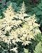 'Bridal Veil' Astilbe - Shade Perennial - False Spirea