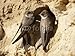 Wallmonkeys Peel and Stick Wall Decals - Uferschwalbe, Sand Martin, Riparia Riparia - Removable Graphic