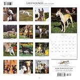 Greyhounds 2009 Calendar, 12x12